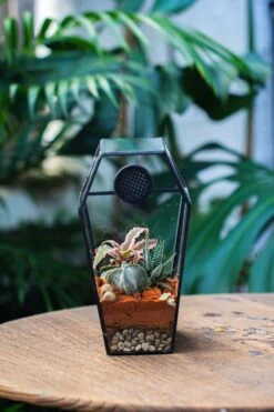 Coffin-Shaped Tin Glass Terrarium Enclosure, Gothic Style, For Jumping Spider, Insects, Snails -Ncyp Garden Sale Shop IMG 6461