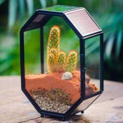 Mini 5x7 Inches Octagon Shape Glass Geometric Terrarium Enclosure With Side Vent For Small Insect, Jumping Spider -Ncyp Garden Sale Shop IMG 6467
