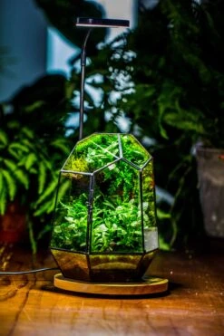 NCYP Customizable Tabletop Natural Wood Round Board LED Grow Display Light Indoor 10W For Terrarium Succulent Fern Bonsai Moss -40cm 14 NCYP Customizable Tabletop Natural Wood Round Board LED Grow Display Light Indoor 10W For Terrarium Succulent Fern Bonsai Moss -40cm -Ncyp Garden Sale Shop IMG 6469 8427585b 397f 4fe7 8e02 21f5fdb80fb4