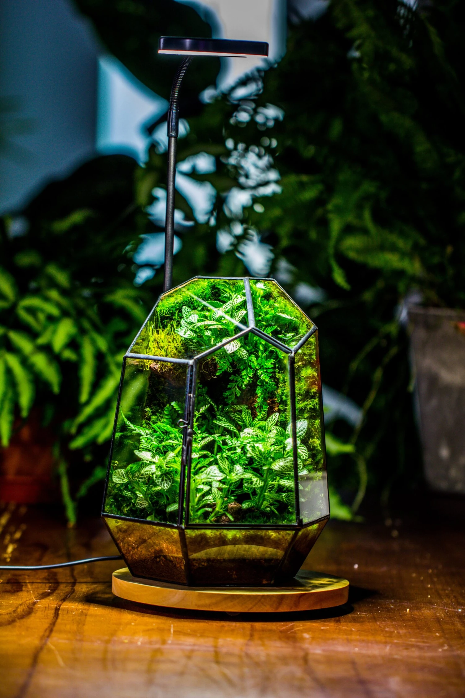 NCYP Customizable Tabletop Natural Wood Round Board LED Grow Display Light Indoor 10W For Terrarium Succulent Fern Bonsai Moss -40cm 4 NCYP Customizable Tabletop Natural Wood Round Board LED Grow Display Light Indoor 10W For Terrarium Succulent Fern Bonsai Moss -40cm - Image 4