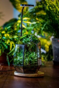 NCYP Customizable Tabletop Natural Wood Round Board LED Grow Display Light Indoor 10W For Terrarium Succulent Fern Bonsai Moss -30cm 19 NCYP Customizable Tabletop Natural Wood Round Board LED Grow Display Light Indoor 10W For Terrarium Succulent Fern Bonsai Moss -30cm -Ncyp Garden Sale Shop IMG 6474