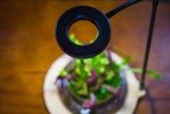 NCYP Customizable Tabletop Natural Wood Round Board LED Grow Display Light Indoor 10W For Terrarium Succulent Fern Bonsai Moss -40cm 18 NCYP Customizable Tabletop Natural Wood Round Board LED Grow Display Light Indoor 10W For Terrarium Succulent Fern Bonsai Moss -40cm -Ncyp Garden Sale Shop IMG 6480 57e9a52f 2f62 43d9 8d37 68517bb3f6f2