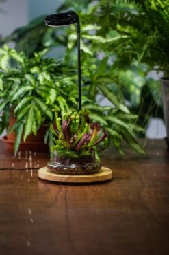 NCYP Customizable Tabletop Natural Wood Round Board LED Grow Display Light Indoor 10W For Terrarium Succulent Fern Bonsai Moss -30cm 16 NCYP Customizable Tabletop Natural Wood Round Board LED Grow Display Light Indoor 10W For Terrarium Succulent Fern Bonsai Moss -30cm -Ncyp Garden Sale Shop IMG 6484