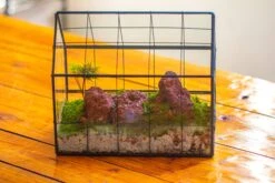 Grey White Horticultural Lava Rock Volcanic Rock -Ncyp Garden Sale Shop IMG 6497