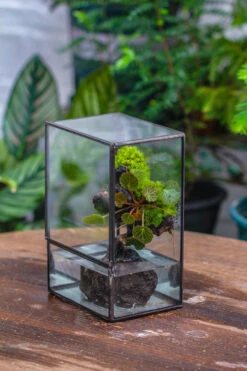 Close Geometric Glass Tin Terrarium , Watertight, 8x10" Container For Moss Wall, Fern, Landscape Waterpond, No Plants -Ncyp Garden Sale Shop IMG 6523