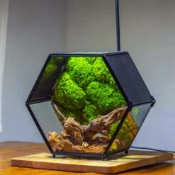 Handmade Hexagon Glass Geometric Terrarium Enclosure With Mesh Vents For Small Insects -Ncyp Garden Sale Shop IMG 6556 2