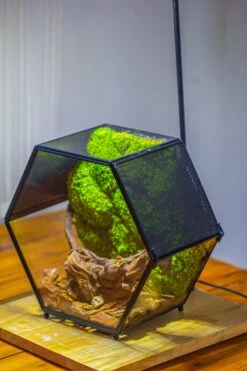 Handmade Hexagon Glass Geometric Terrarium Enclosure With Mesh Vents For Small Insects -Ncyp Garden Sale Shop IMG 6562 3b0657f5 34ec 46a2 9795 ace8b727f67d