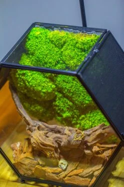 Handmade Hexagon Glass Geometric Terrarium Enclosure With Mesh Vents For Small Insects -Ncyp Garden Sale Shop IMG 6566 5b03f0d2 713a 471c 9843 d80d787c12e9