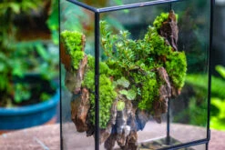 5-12cm Natural Ohko Dragon Stone Rock For Terrarium, Aquarium Bonsai Landscape, 500g -Ncyp Garden Sale Shop IMG 6568 27b59d28 8286 4446 a5d0 9d891bf45d71