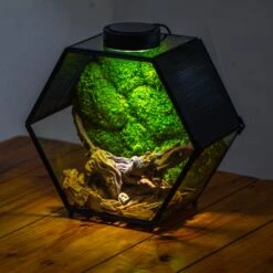 Handmade Hexagon Glass Geometric Terrarium Enclosure With Mesh Vents For Small Insects -Ncyp Garden Sale Shop IMG 6573 2