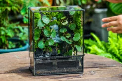 Close Geometric Glass Tin Terrarium , Watertight, 8x10" Container For Moss Wall, Fern, Landscape Waterpond, No Plants, Customizable -Ncyp Garden Sale Shop IMG 6580