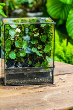 Close Geometric Glass Tin Terrarium , Watertight, 8x10" Container For Moss Wall, Fern, Landscape Waterpond, No Plants, Customizable -Ncyp Garden Sale Shop IMG 6584