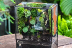 5-8cm Black Horticultural Lava Rock Volcanic Rock For Terrarium, Bonsai Landscape, 500g 19 5-8cm Black Horticultural Lava Rock Volcanic Rock For Terrarium, Bonsai Landscape, 500g -Ncyp Garden Sale Shop IMG 6598 2