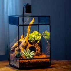 8x8x12 Inches Large Handmade Glass Geometric Terrarium With Side Vent, For Large Insects -Ncyp Garden Sale Shop IMG 6705 2