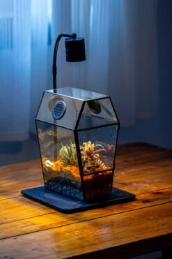 Coffin-Shaped Tin Glass Terrarium Enclosure, Gothic Style, For Jumping Spider, Insects, Snails -Ncyp Garden Sale Shop IMG 6715