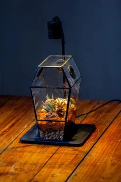 Coffin-Shaped Tin Glass Terrarium Enclosure, Gothic Style, For Jumping Spider, Insects, Snails -Ncyp Garden Sale Shop IMG 6717