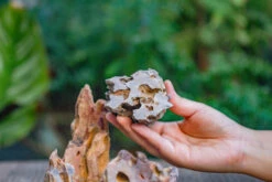 2-6" / 5-15cm Cutted Flat Bottom Natural Ohko Dragon Stone Rock For Terrarium, Aquarium Bonsai Landscape, 2kg/4.4lb, With DIY Tools -Ncyp Garden Sale Shop IMG 6743