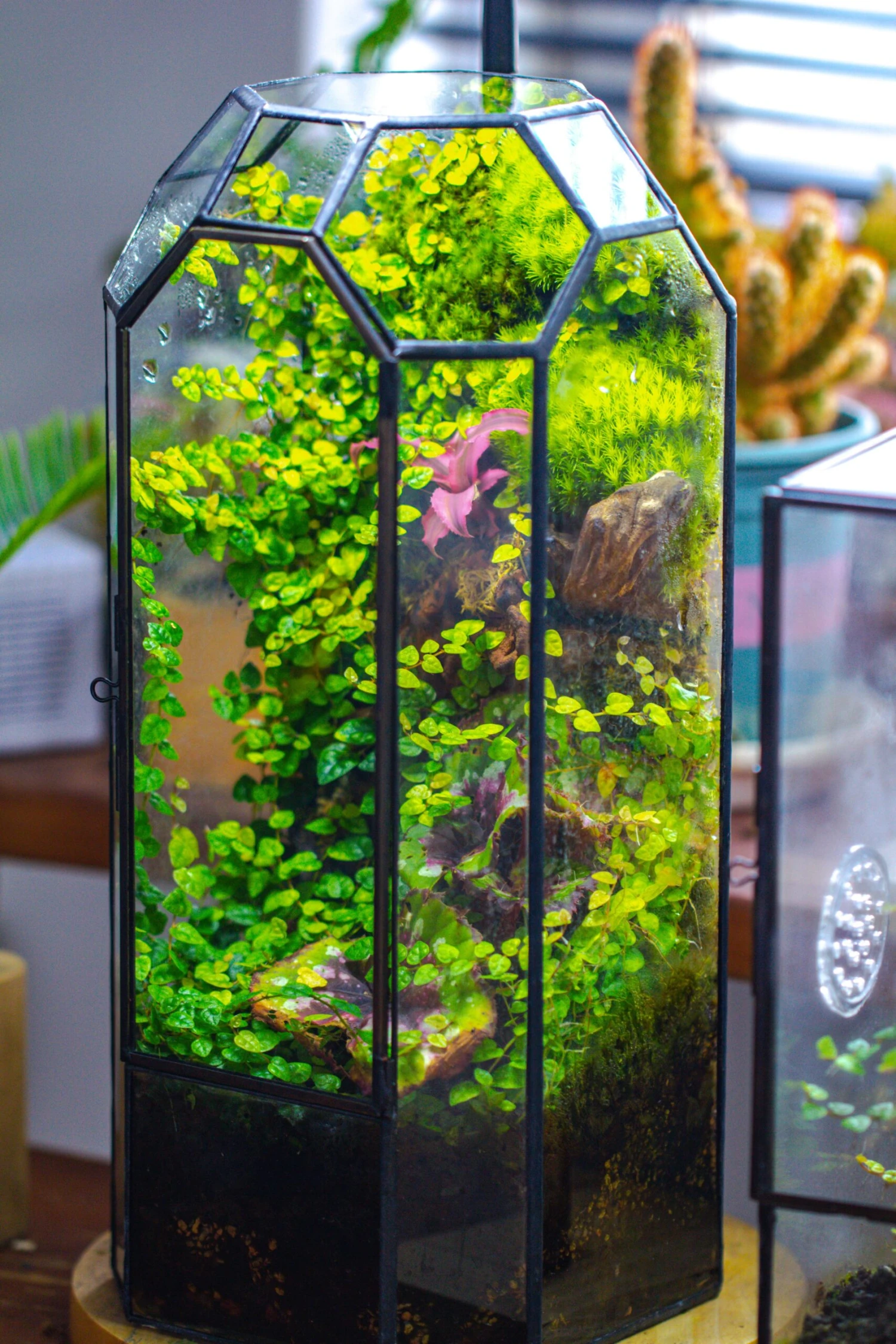 Vintage Tall Octagon Geometric Tin Glass Terrarium , 12.6" , Close, Suitable For Tall Plants, Orchid, Small Begonia Pitcher, Micro Landscape 10 Vintage Tall Octagon Geometric Tin Glass Terrarium , 12.6" , Close, Suitable For Tall Plants, Orchid, Small Begonia Pitcher, Micro Landscape - Image 10