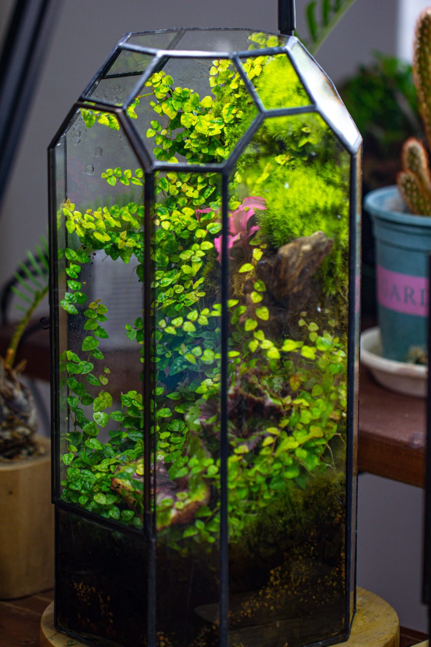 Vintage Tall Octagon Geometric Tin Glass Terrarium , 12.6" , Close, Suitable For Tall Plants, Orchid, Small Begonia Pitcher, Micro Landscape 11 Vintage Tall Octagon Geometric Tin Glass Terrarium , 12.6" , Close, Suitable For Tall Plants, Orchid, Small Begonia Pitcher, Micro Landscape - Image 11