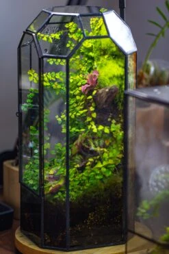 Vintage Tall Octagon Geometric Tin Glass Terrarium , 12.6" , Close, Suitable For Tall Plants, Orchid, Small Begonia Pitcher, Micro Landscape 31 Vintage Tall Octagon Geometric Tin Glass Terrarium , 12.6" , Close, Suitable For Tall Plants, Orchid, Small Begonia Pitcher, Micro Landscape -Ncyp Garden Sale Shop IMG 6866 782ca942 4e50 4a40 9551 a5f6cfe03e59