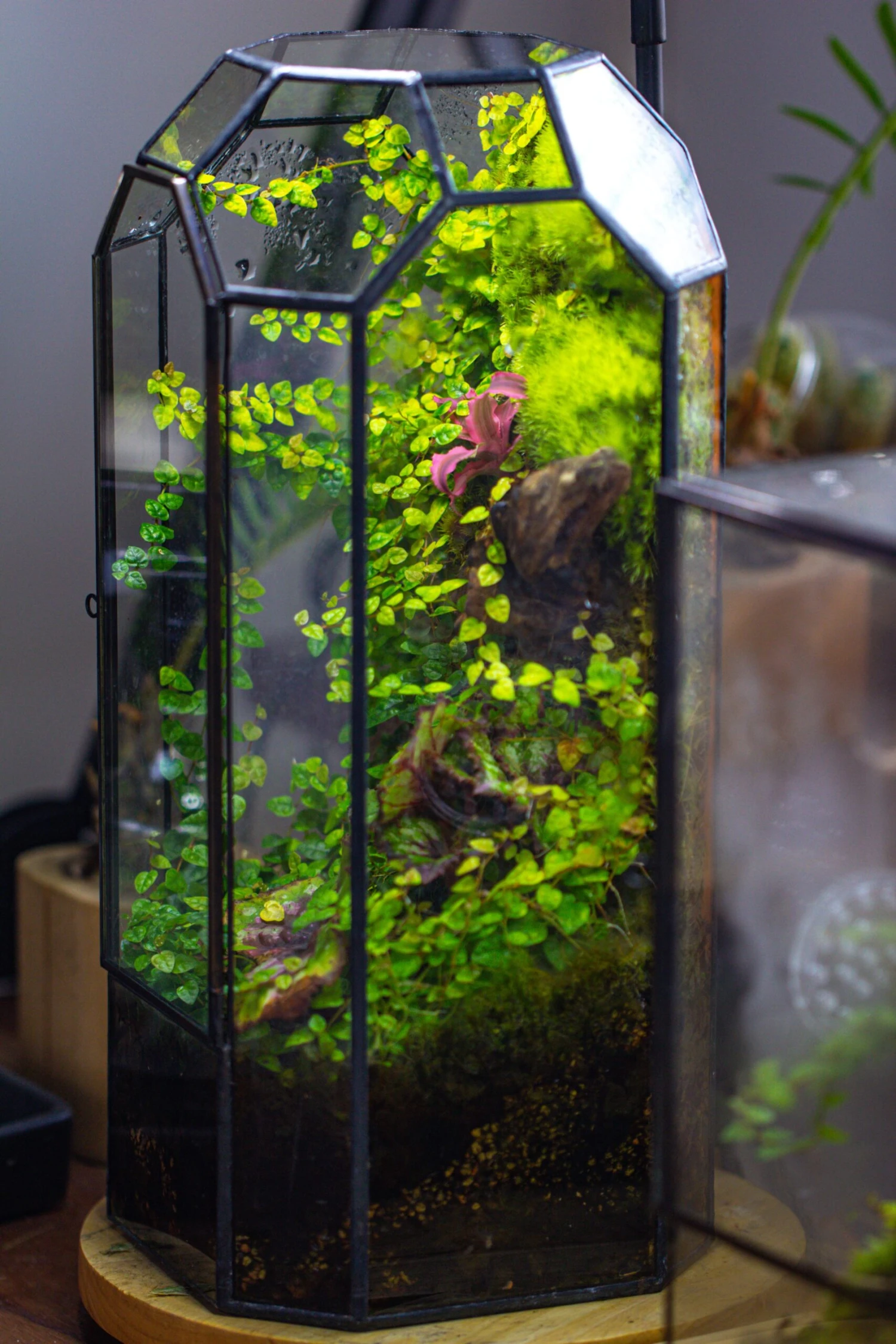 Vintage Tall Octagon Geometric Tin Glass Terrarium , 12.6" , Close, Suitable For Tall Plants, Orchid, Small Begonia Pitcher, Micro Landscape 12 Vintage Tall Octagon Geometric Tin Glass Terrarium , 12.6" , Close, Suitable For Tall Plants, Orchid, Small Begonia Pitcher, Micro Landscape - Image 12