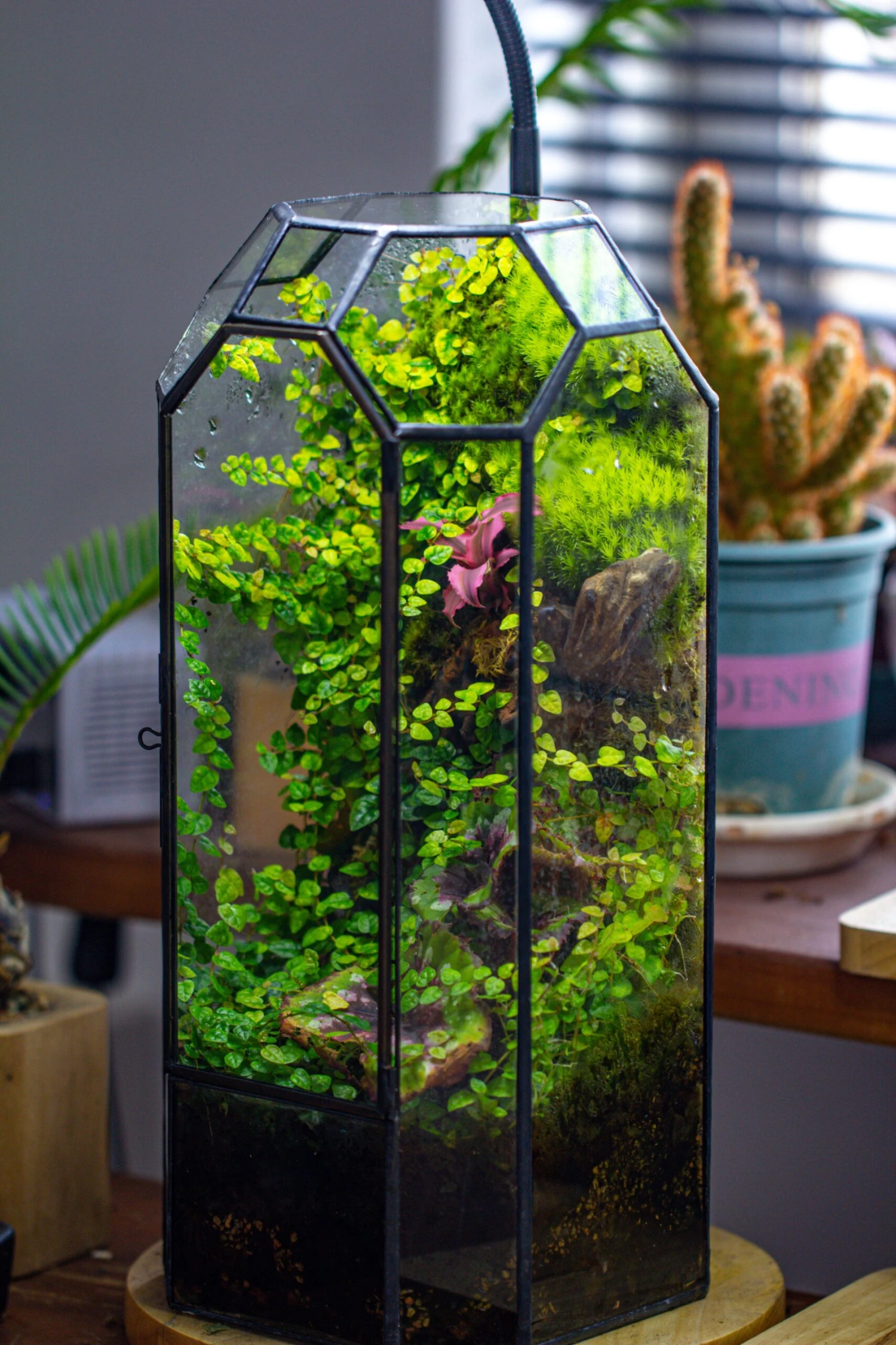 Vintage Tall Octagon Geometric Tin Glass Terrarium , 12.6" , Close, Suitable For Tall Plants, Orchid, Small Begonia Pitcher, Micro Landscape 13 Vintage Tall Octagon Geometric Tin Glass Terrarium , 12.6" , Close, Suitable For Tall Plants, Orchid, Small Begonia Pitcher, Micro Landscape - Image 13