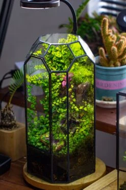 Vintage Tall Octagon Geometric Tin Glass Terrarium , 12.6" , Close, Suitable For Tall Plants, Orchid, Small Begonia Pitcher, Micro Landscape 34 Vintage Tall Octagon Geometric Tin Glass Terrarium , 12.6" , Close, Suitable For Tall Plants, Orchid, Small Begonia Pitcher, Micro Landscape -Ncyp Garden Sale Shop IMG 6869 ea0793b3 5f9e 4adf 842f 1c7e9cfe8dee