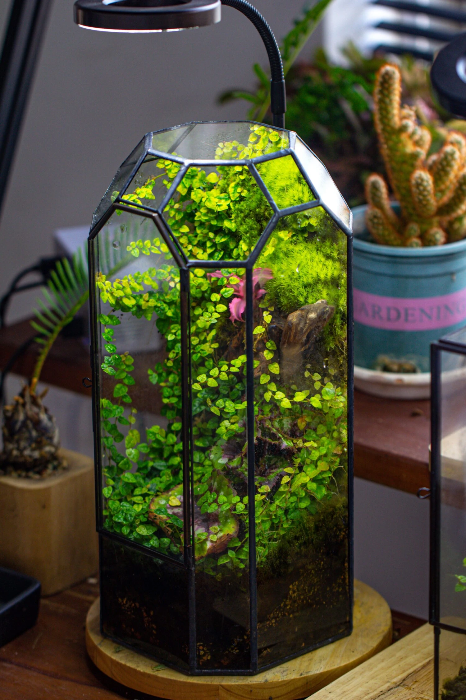 Vintage Tall Octagon Geometric Tin Glass Terrarium , 12.6" , Close, Suitable For Tall Plants, Orchid, Small Begonia Pitcher, Micro Landscape 15 Vintage Tall Octagon Geometric Tin Glass Terrarium , 12.6" , Close, Suitable For Tall Plants, Orchid, Small Begonia Pitcher, Micro Landscape - Image 15