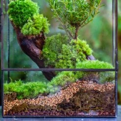 Basic Moss Terrarium Planting KIT, Suitable For Terrarium, Moss, Fern, Orchid, Begonia, Small Tropical 14 Basic Moss Terrarium Planting KIT, Suitable For Terrarium, Moss, Fern, Orchid, Begonia, Small Tropical -Ncyp Garden Sale Shop IMG 6876 bc569fe5 b56f 45b8 9ab3 b1b6c07554e1