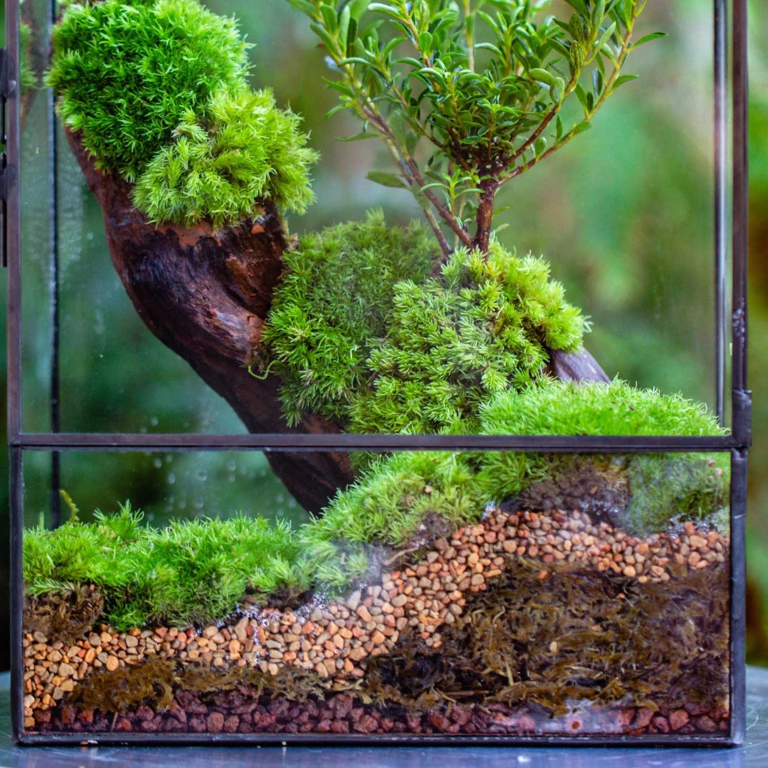Basic Moss Terrarium Planting KIT, Suitable For Terrarium, Moss, Fern, Orchid, Begonia, Small Tropical 3 Basic Moss Terrarium Planting KIT, Suitable For Terrarium, Moss, Fern, Orchid, Begonia, Small Tropical - Image 3