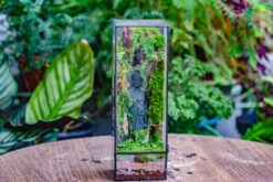 NCYP Close 11.8" Tall Geometric Glass Terrarium With Door Building DIY Set, With Buddha, Dragon Rocks, Planting Materials 24 NCYP Close 11.8" Tall Geometric Glass Terrarium With Door Building DIY Set, With Buddha, Dragon Rocks, Planting Materials -Ncyp Garden Sale Shop IMG 6903