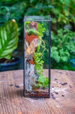 NCYP Close 11.8" Tall Geometric Glass Terrarium With Door Building DIY Set, With Buddha, Dragon Rocks, Planting Materials 30 NCYP Close 11.8" Tall Geometric Glass Terrarium With Door Building DIY Set, With Buddha, Dragon Rocks, Planting Materials -Ncyp Garden Sale Shop IMG 6914