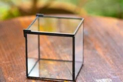 Cube Mini 4 Inches Moss Geometric Glass Terrarium DIY Set -Ncyp Garden Sale Shop IMG 6946 7407b080 1156 4125 9ad7 04fea6f27761