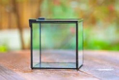 Cube Mini 4 Inches Moss Geometric Glass Terrarium DIY Set -Ncyp Garden Sale Shop IMG 6947 e54a3be2 51d9 4f0c 85f4 70d3b5a0f17e