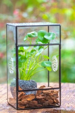 NCYP Rectangle Tin And Glass Geometric Terrarium, With Side Door, With Mesh / Vent Holes For Small Insects Pet -Ncyp Garden Sale Shop IMG 6960