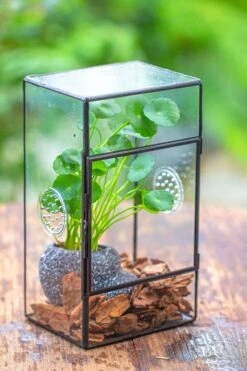 NCYP Rectangle Tin And Glass Geometric Terrarium, With Side Door, With Mesh / Vent Holes For Small Insects Pet -Ncyp Garden Sale Shop IMG 6961