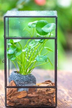 NCYP Rectangle Tin And Glass Geometric Terrarium, With Side Door, With Mesh / Vent Holes For Small Insects Pet -Ncyp Garden Sale Shop IMG 6965