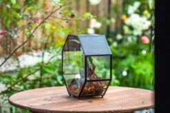 Handmade Octagon Glass Geometric Terrarium With Side Vent, Spider Terrarium, Jumping Spider/Snail Terrarium, Jumping Spider Enclosure -Ncyp Garden Sale Shop IMG 6987