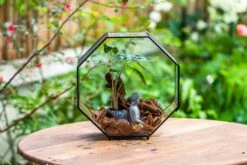 Handmade Octagon Glass Geometric Terrarium With Side Vent, Spider Terrarium, Jumping Spider/Snail Terrarium, Jumping Spider Enclosure -Ncyp Garden Sale Shop IMG 6989