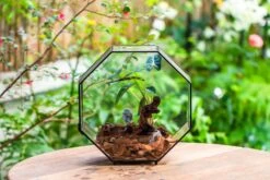 Handmade Octagon Glass Geometric Terrarium With Side Vent, Spider Terrarium, Jumping Spider/Snail Terrarium, Jumping Spider Enclosure -Ncyp Garden Sale Shop IMG 6990