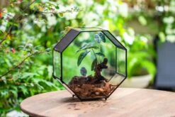 Handmade Octagon Glass Geometric Terrarium With Side Vent, Spider Terrarium, Jumping Spider/Snail Terrarium, Jumping Spider Enclosure -Ncyp Garden Sale Shop IMG 6991