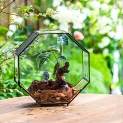 Handmade Octagon Glass Geometric Terrarium With Side Vent, Spider Terrarium, Jumping Spider/Snail Terrarium, Jumping Spider Enclosure -Ncyp Garden Sale Shop IMG 6992 2
