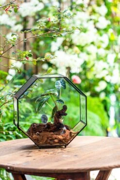 Handmade Octagon Glass Geometric Terrarium With Side Vent, Spider Terrarium, Jumping Spider/Snail Terrarium, Jumping Spider Enclosure -Ncyp Garden Sale Shop IMG 6992