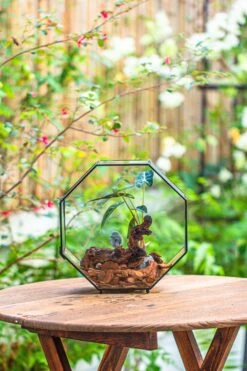Handmade Octagon Glass Geometric Terrarium With Side Vent, Spider Terrarium, Jumping Spider/Snail Terrarium, Jumping Spider Enclosure -Ncyp Garden Sale Shop IMG 6993
