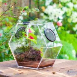 Handmade Extra Large Acrylic Hexagon Watertight Enclosure Terrarium With Mesh Vents, Feed Hole For Insects, Vivarium, Enclosure Only -Ncyp Garden Sale Shop IMG 7007 2 61aee044 50b5 47d7 8bae bf4f3a7fbf9c