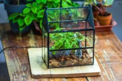 NCYP Vintage House Shape Glass Geometric Terrarium, With Side Door, With Mesh Vent Holes For Small Insects Pet -Ncyp Garden Sale Shop IMG 7027