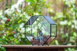 Handmade Octagon Glass Geometric Terrarium With Side Vent, Spider Terrarium, Jumping Spider/Snail Terrarium, Jumping Spider Enclosure -Ncyp Garden Sale Shop IMG 7031