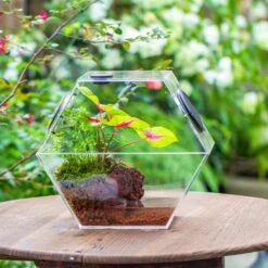 Handmade Extra Large Acrylic Hexagon Watertight Enclosure Terrarium With Mesh Vents, Feed Hole For Insects, Vivarium, Enclosure Only -Ncyp Garden Sale Shop IMG 7043 2 d3de226f f0a7 4ce0 8efd 80d3b89ecfcf