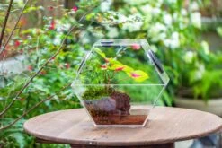 Handmade Extra Large Acrylic Hexagon Watertight Enclosure Terrarium With Mesh Vents, Feed Hole For Insects, Vivarium, Enclosure Only -Ncyp Garden Sale Shop IMG 7043 377d6804 ff7b 41dc b695 ecb13868d243