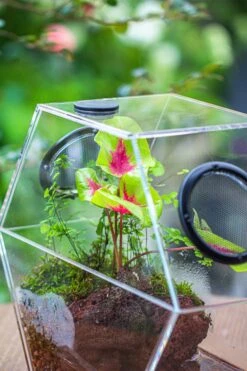 Handmade Extra Large Acrylic Hexagon Watertight Enclosure Terrarium With Mesh Vents, Feed Hole For Insects, Vivarium, Enclosure Only -Ncyp Garden Sale Shop IMG 7049 8fea0902 6161 48d6 8e08 4aa2e862d8b4